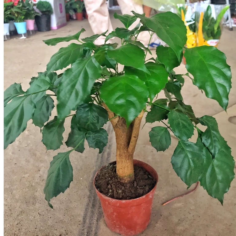 Cây hạnh phúc phong thủy chiều cao 30-35cm cây tán to đẹp dễ chăm sóc, thích hợp trang trí nội thất.