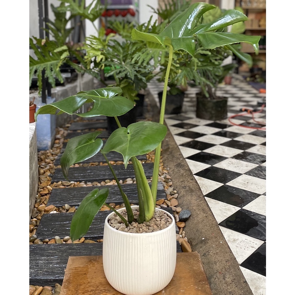 Cây Trầu Bà Monstera deliciosa