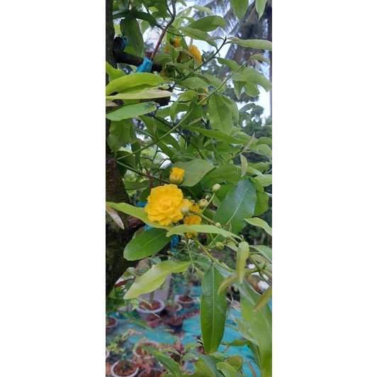 Mai cúc Phượng  cây mai vàng đột biến