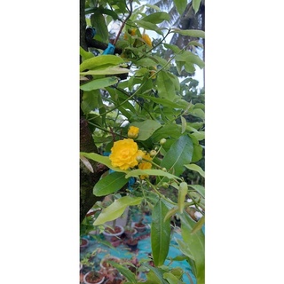 Mai cúc Phượng (hoa nở chuỗi như hoa phượng) cây mai vàng đột biến