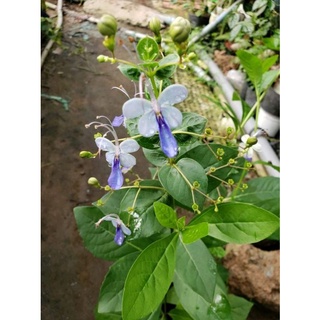 Cây Hoa Thanh Điệp- tặng kèm phân bón