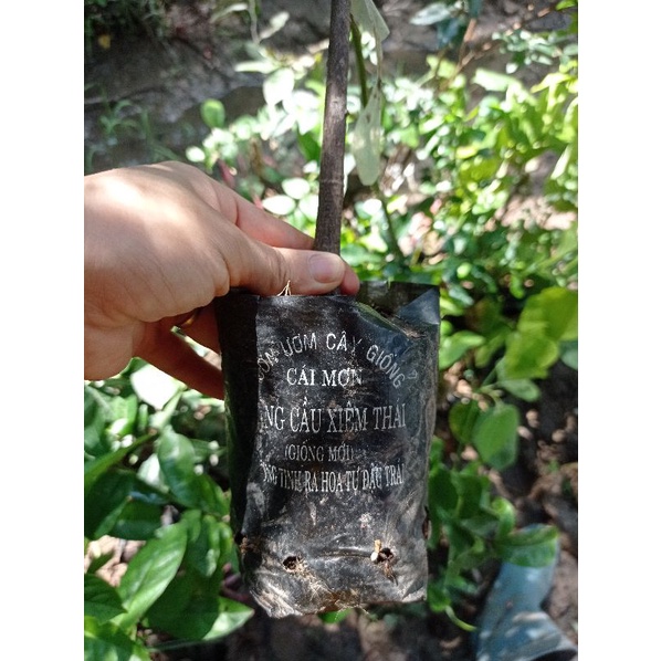 Cây mãng cầu xiêm