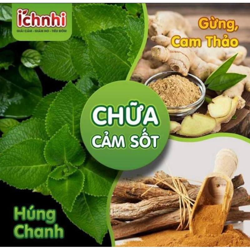 Lá cây húng chanh (Rau tần dầy lá) nhà trồng