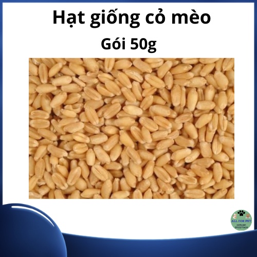 Hạt giống cỏ lúa mạch cho mèo giúp tiêu búi lông và cung cấp chất xơ (1 gói 50g)