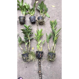 combo của hạnh quân