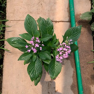 Hoa Diễm Châu Đang Nụ Và Hoa[ CÂY NHƯ HÌNH]