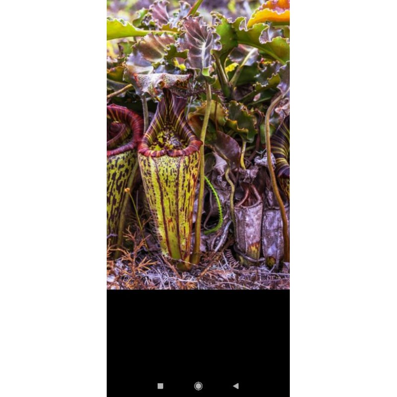 nắp ấm maxima wavy