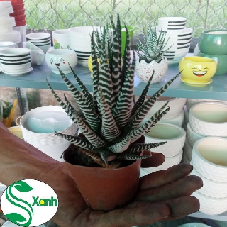 Xương Rồng Móng Rồng