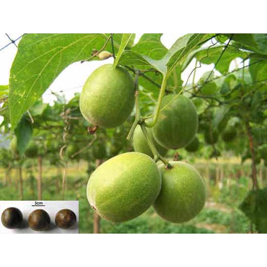 Quả La Hán (01 quả) | BigBuy360 - bigbuy360.vn