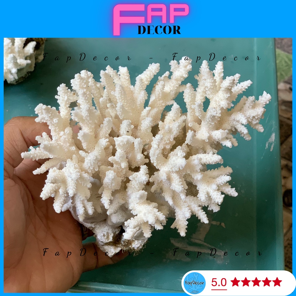 ( 15K 1 CỤC ) BÔNG RẠN BIỂN SAN HÔ PHONG THỦY SIÊU ĐẸP THỜI TRANG DECOR THỦY SINH, TRANG TRÍ NHÀ CỬA ĐẸP