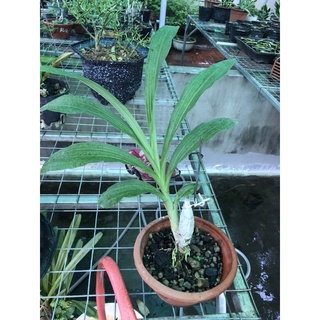 giò hoa lan catasetum