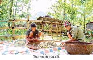 Hạt dổi rừng - 250.000₫/1 lạng