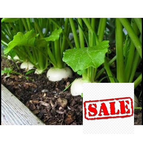 Hạt giống củ cải trắng 10 gr SALE