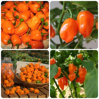Hạt giống Ớt siêu cay Habanero cam gói 20 hạt