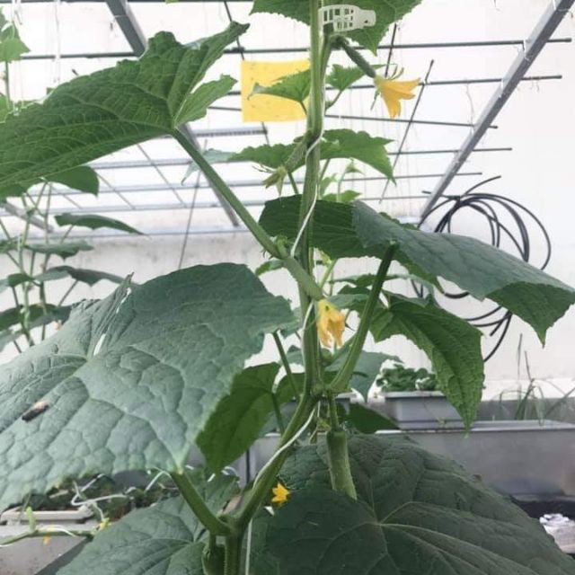 Dây SE Treo Dưa Lưới, Cà Chua