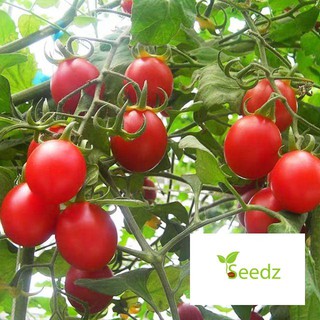 Hạt giống cà chua cherry chuỗi ngọc siêu ngọt  30 hạt VINMARK HẠT GIỐNG