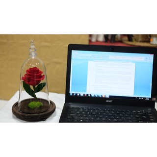 Hoa hồng Beauty and The Breath