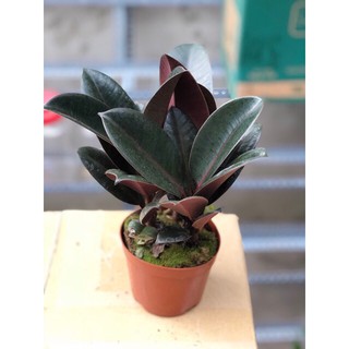 Cây đa búp đỏ-xanhshop22