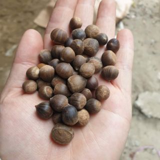 1kg hạt dẻ rừng điện biên