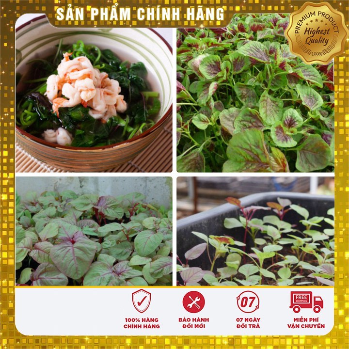 Hạt giống Rau Dền Nhiều Màu ( gói 20 gram)