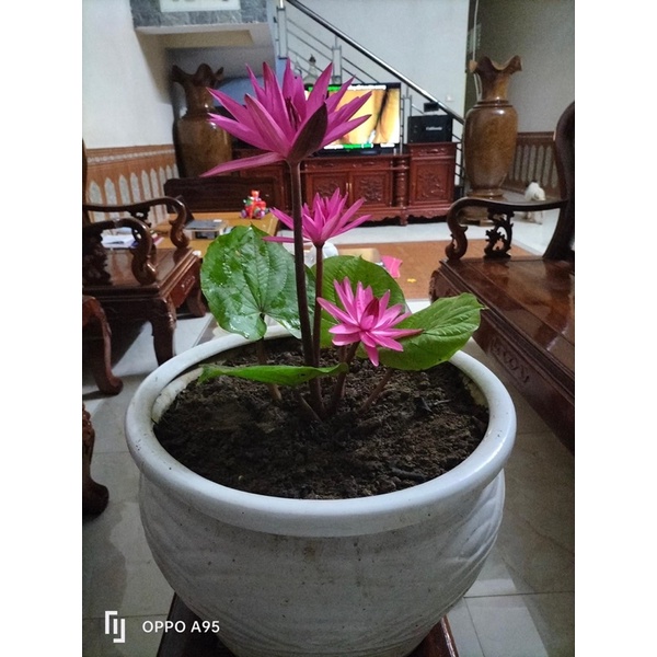 Củ hoa súng cạn HOA TẾT kèm phân