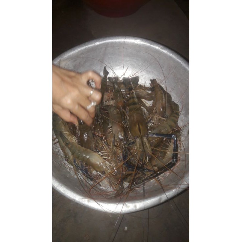 LƯỠI CÂU TÔM PIONER SIÊU NHẠI SỐ 3