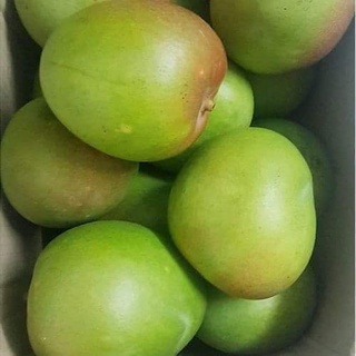 CÂY GIỐNG XOÀI ÚC SIÊU TRÁI ( CHUẨN GIỐNG)