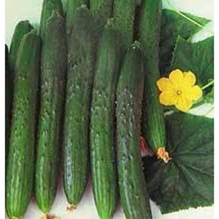 Hạt giống dưa leo nhật