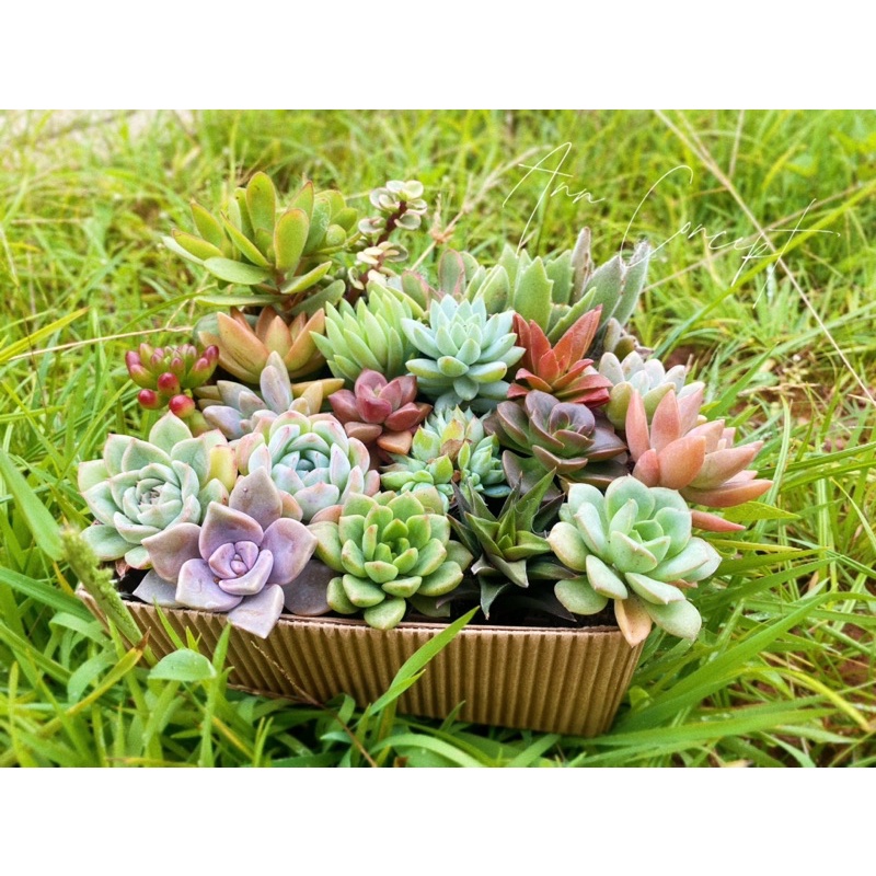 Combo 20 Sen Đá Mini Mix Màu Sặc Sỡ Ann Concept - Xuất xứ Đà Lạt - Thuần Mọi Khí Hậu