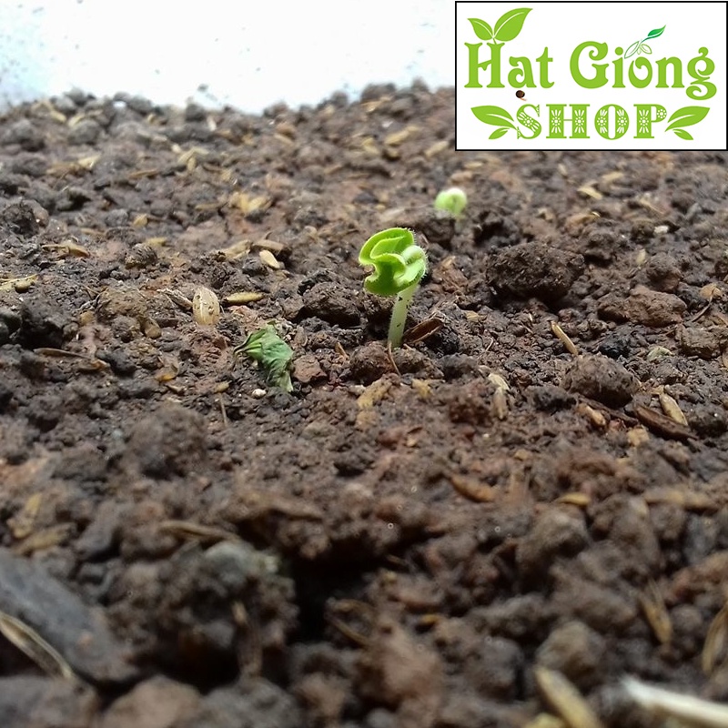 Đất sạch trồng cây,rau,hoa -bao sonamix đóng lẻ