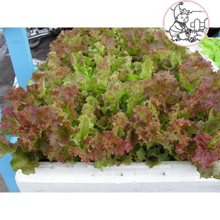 HẠT XÀ LÁCH TÍM  - GÓI 2 GRAM
