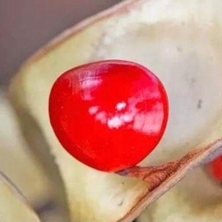 Hạt Hồng Đậu May Mắn