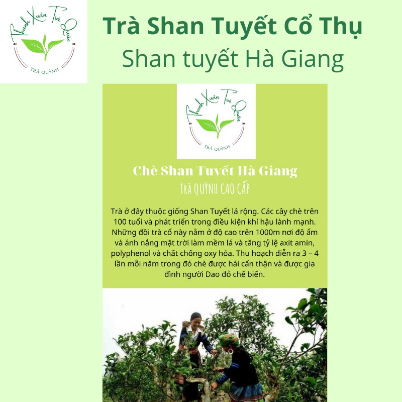 500GR Trà Shan Tuyết Đặc Sản - Trà Cổ Thụ Hà Giang