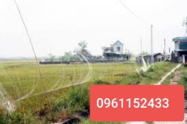 Lưới bẫy chim tàn hình 4 phân 20m.30m.60m bẫy chim sẻ.trao trảo.chào mào.