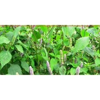 Lá Kinh Giới (tắm trị rôm sẩy, mụn nhọt cho bé)