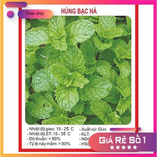 Hạt giống Húng Bạc Hà, Húng Lủi (0.1g)