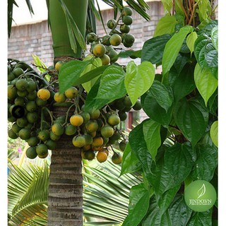Binh lang (hạt cau khô) 1kg - OLF280