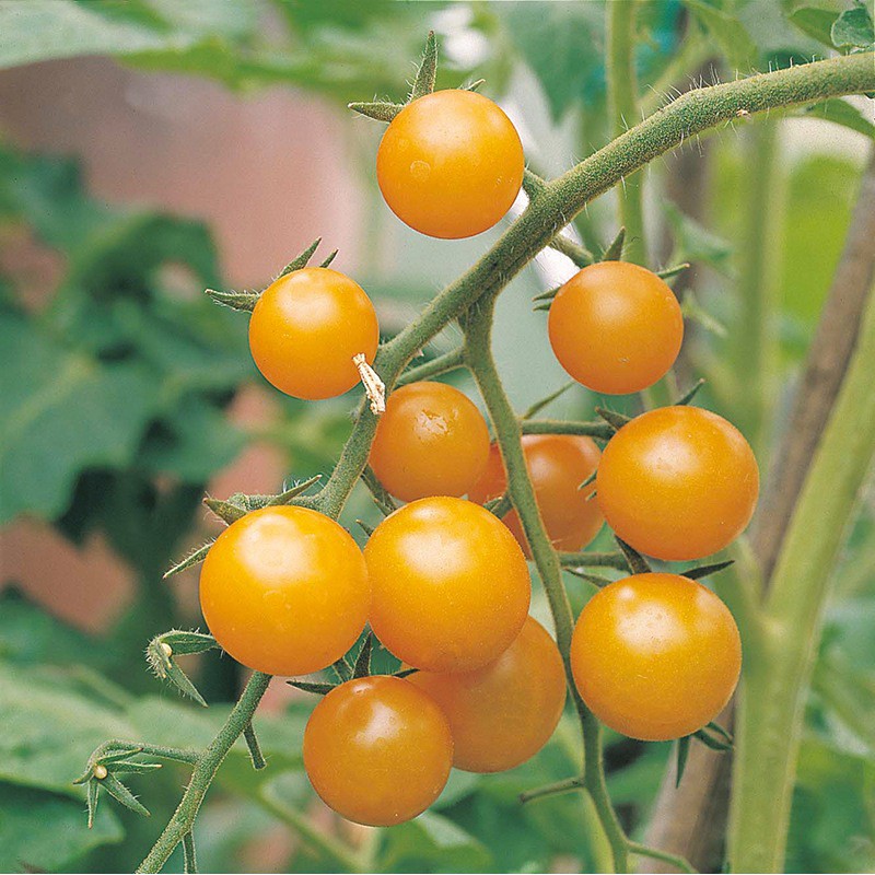 |HÀNG NHẬP KHẨU| Hạt giống cà chua chùm cam Thái Lan. Tặng kèm viên nén ươm hạt và kích rễ