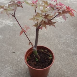 Cây lá phong đỏ