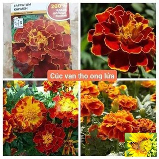 HẠT GIỐNG CÚC VẠN THỌ ONG LỬA gói 50 hạt