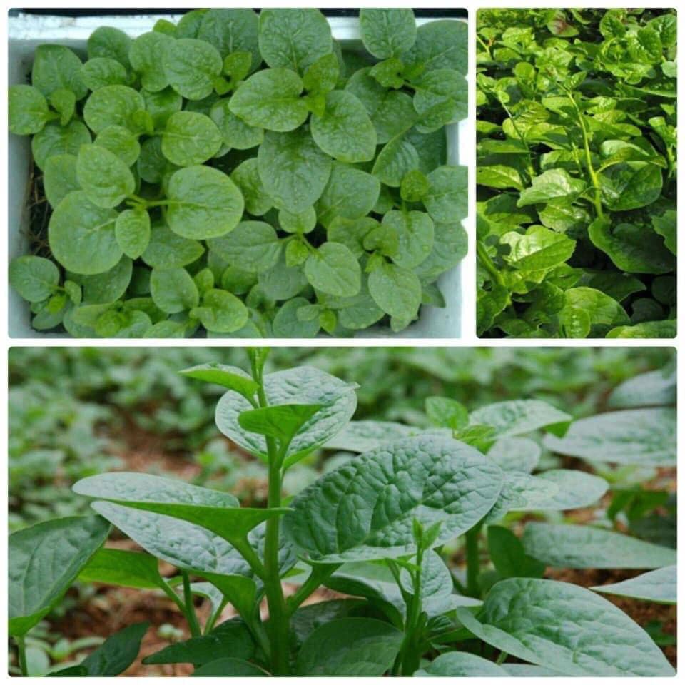 HẠT GIỐNG RAU MÙNG TƠI CAO SẢN 10GR