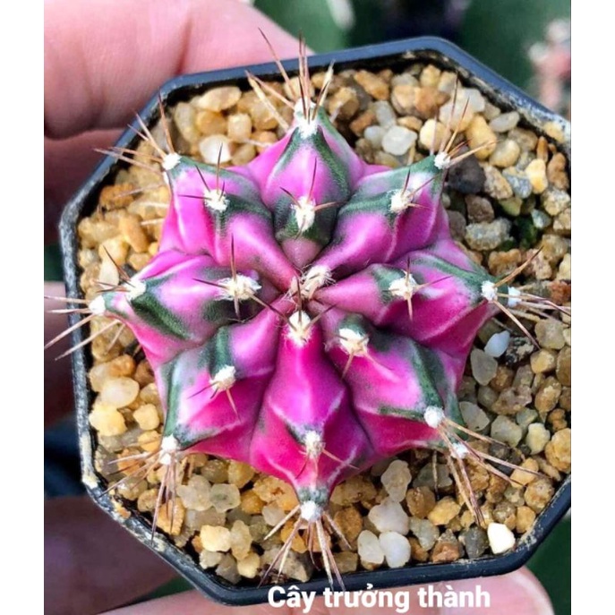 [VIP] Xương rồng Pink Diamond, cây như ảnh