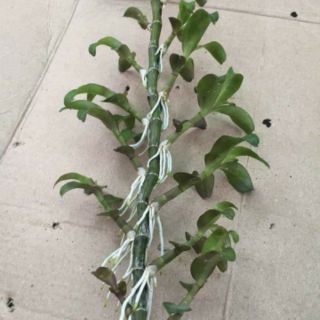 Bộ kích Kie Duy xanh và đỏ