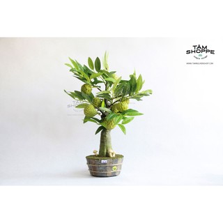 Cây mãng cầu ta để bàn (Cây na) TAN