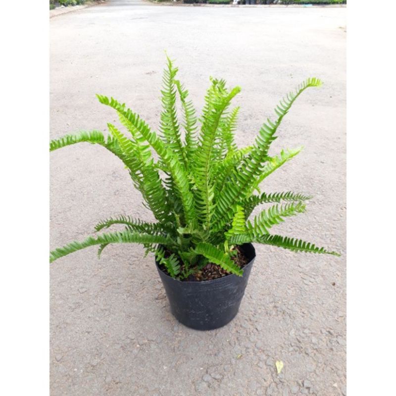 Cây Dương Xỉ lá me