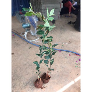 cây giống táo mỹ