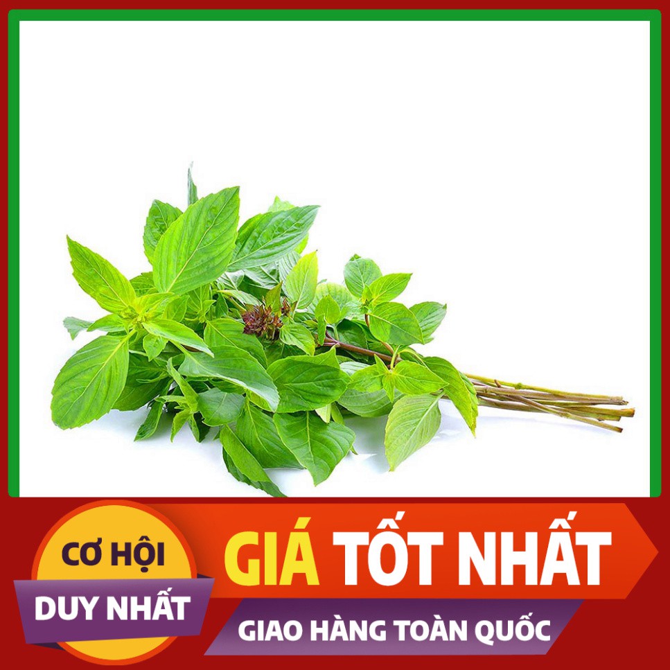 Hạt giống rau Húng Quế