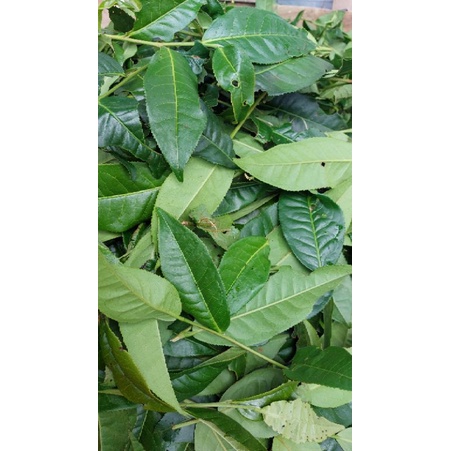 Trà xanh lâm đồng 500g