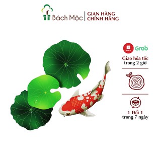 Set Decor Fomex Cá Koi BÁCH MỘC Dày Dặn Dán Tường Trang Trí Cửa Hàng