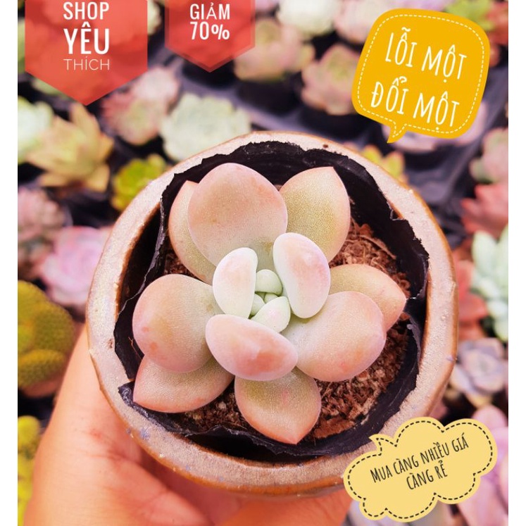 Sen đá sỏi rạng đông lỗi 1 đổi 1